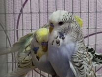 Выставочные волнистые попугаи чехи