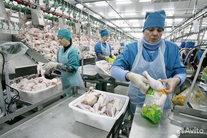 Ищем рабочих на птицефабрику, вахтовый метод