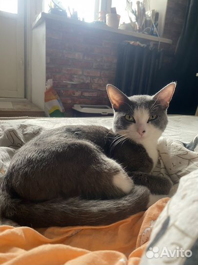 Кот мальчик