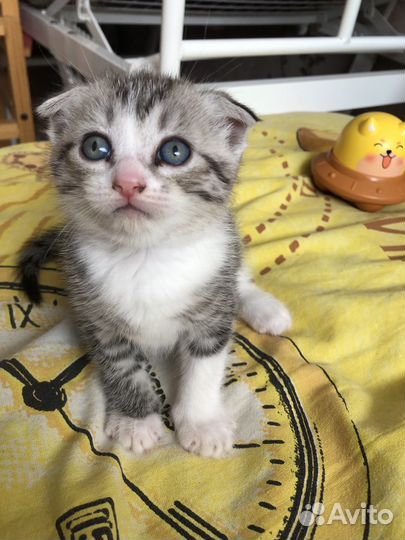 Шотландские вислоухие котята