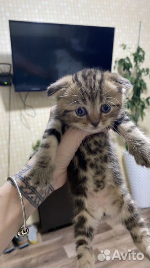 Британские котята