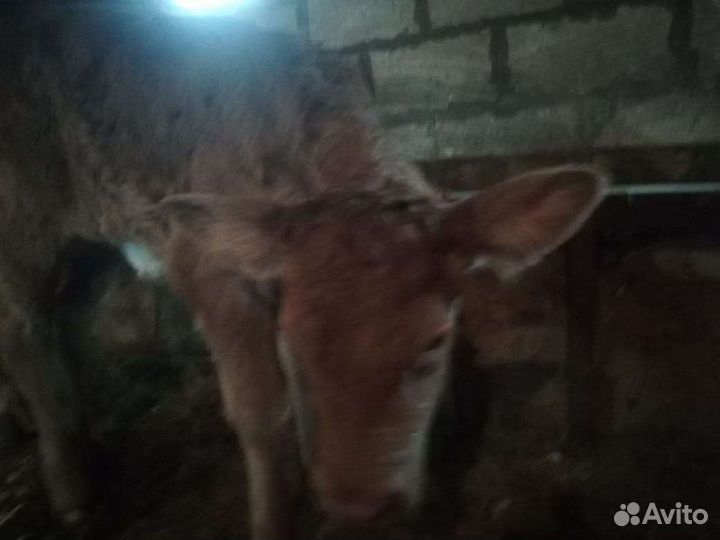 Корова с теленком