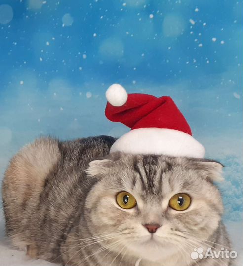 Стрижка собак и кошек в центре Перми. Груминг