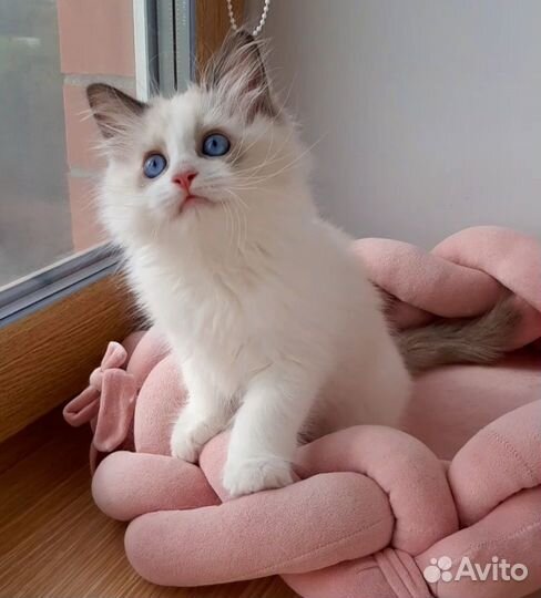 Котята рэгдолл. Мальчик регдолл. Ragdoll