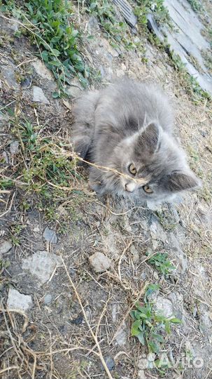 Обычная кошка