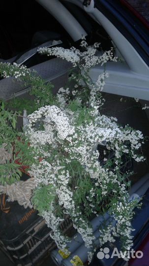 Спирея серая