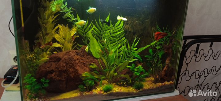 Готовый аквариум