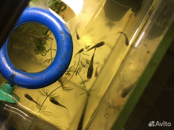 Мальки гуппи обыкновенные