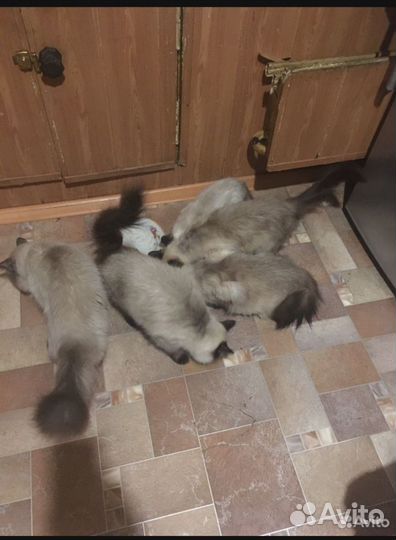 Отдам кошек
