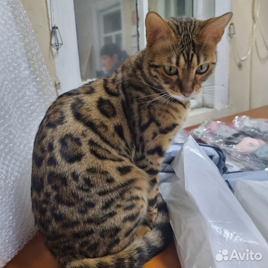 Бенгальская кошка в добрые руки