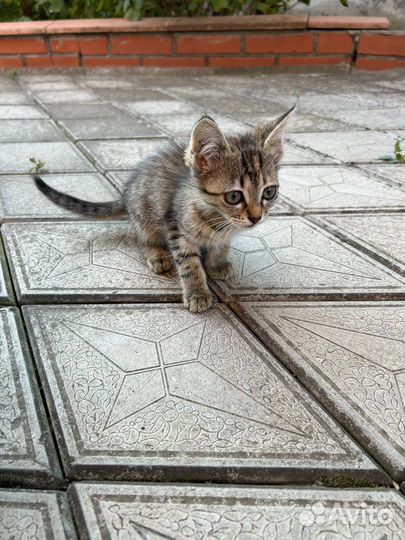 Котята ищут дом