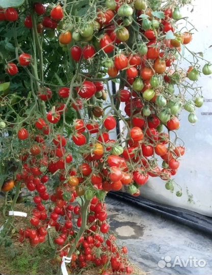 Коллекционные семена томатов