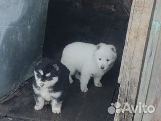 Щенки хаски