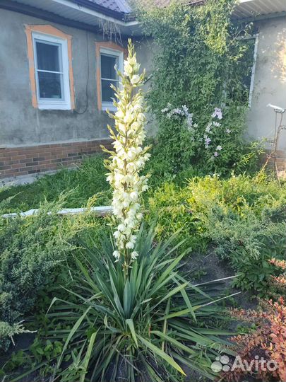 Юкка нитчатая