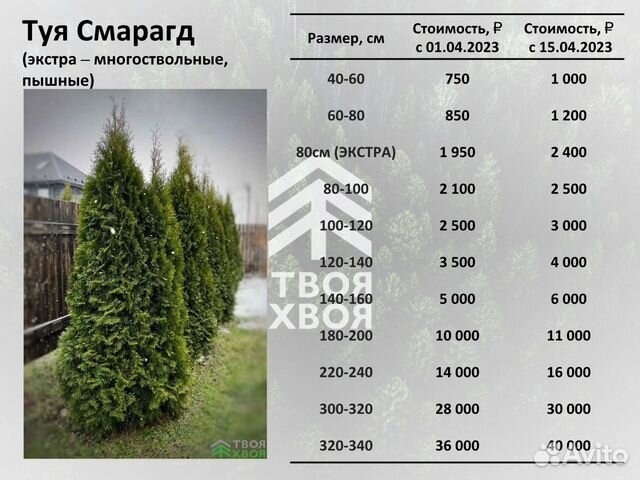 Туи Смарагд в наличии в питомнике