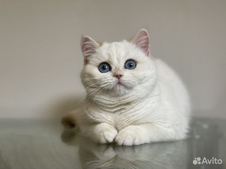 Британская золотая шиншилла