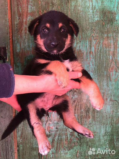 Щенок от овчарки, метис, девочка