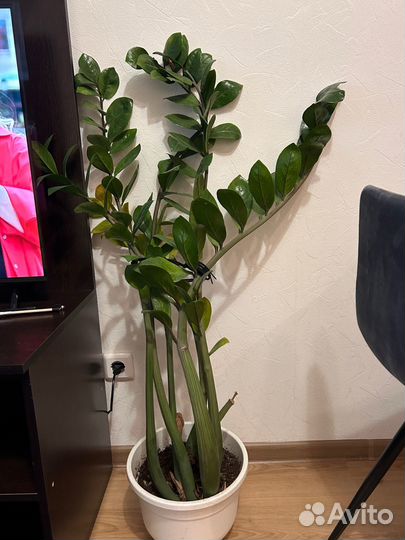 Замиокулькас