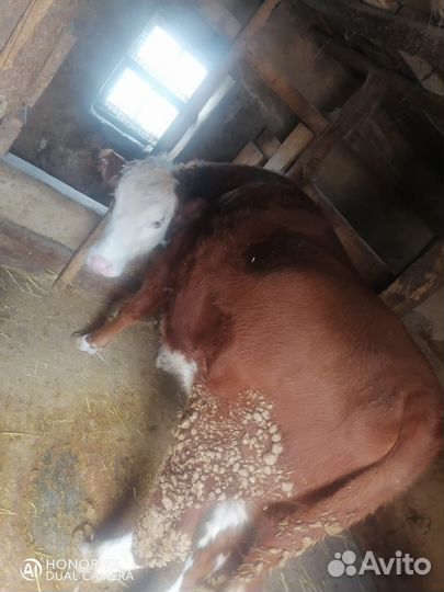 Быки и телки на мясо