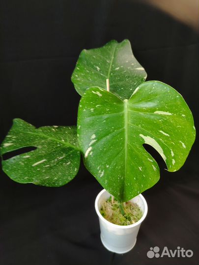 Ароидные вариегатные