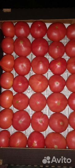 Помидор розовый