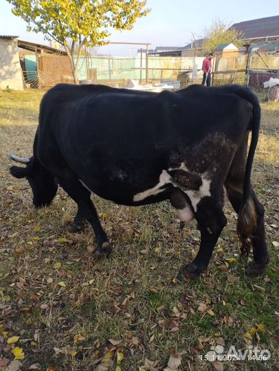 Корова дойная