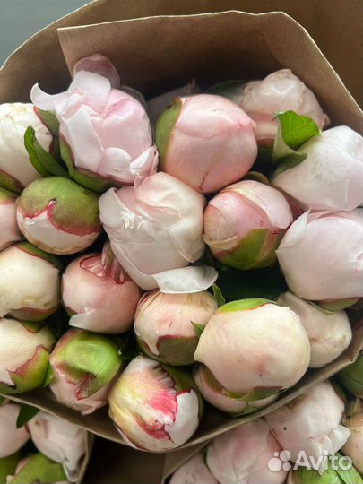 Цветы Пионы оптом