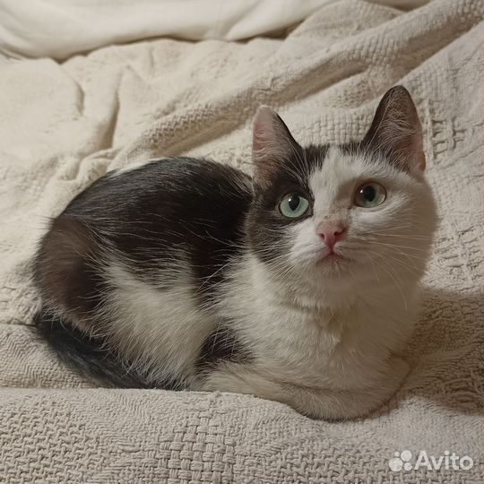 Кошечка в добрые руки