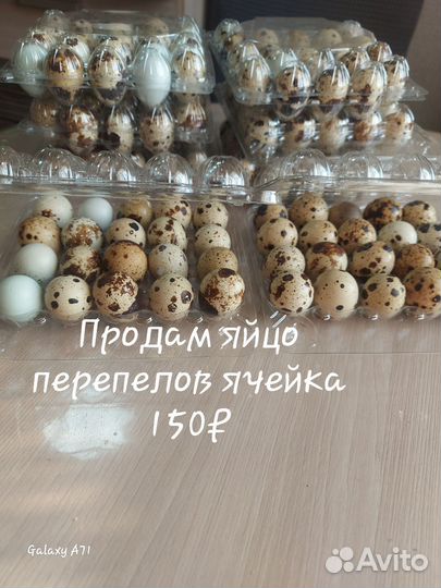 Яйца перепелиные домашние