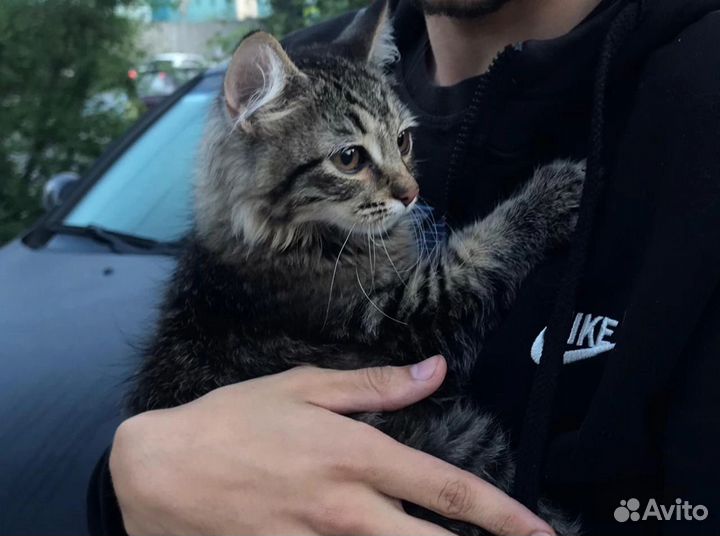 Очень Ласковый котенок