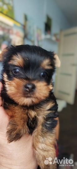 Йоркширский терьер щенки девочки