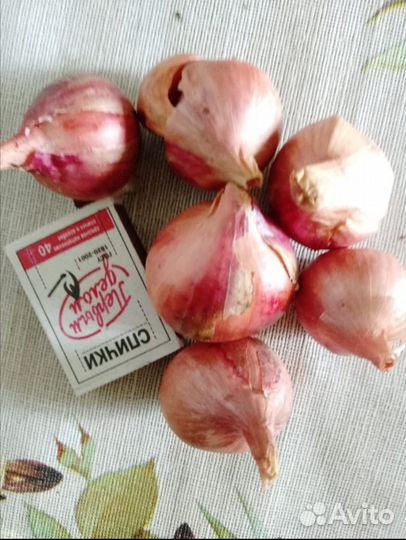 Лук на посадку