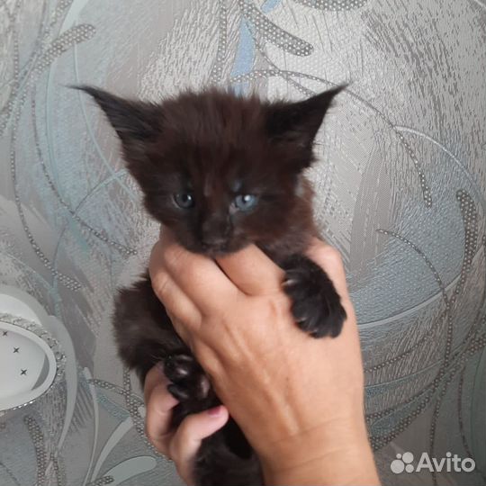 Котята мейн-кун
