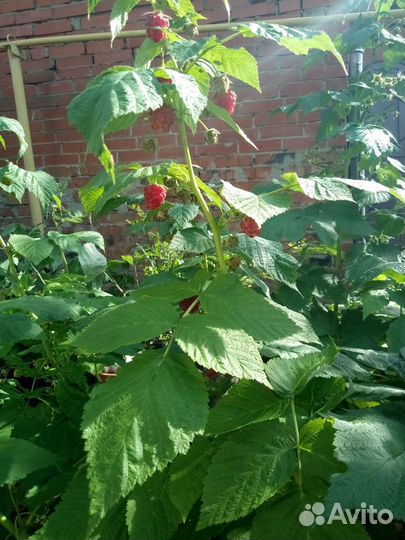 Малина ремонтантная