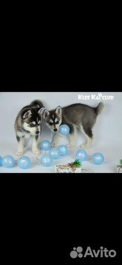 Аляскинский кли кай