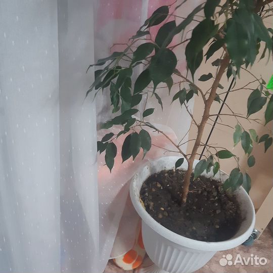 Комнатные растения цветы