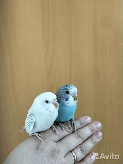 Волнистые попугайчики ручные