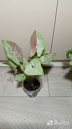 Сингониум Серый призрак,Милк Конфетти