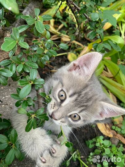 Котята в добрые руки бесплатно