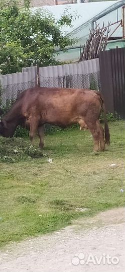 Корова дойная