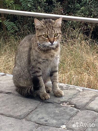Кошка в дар