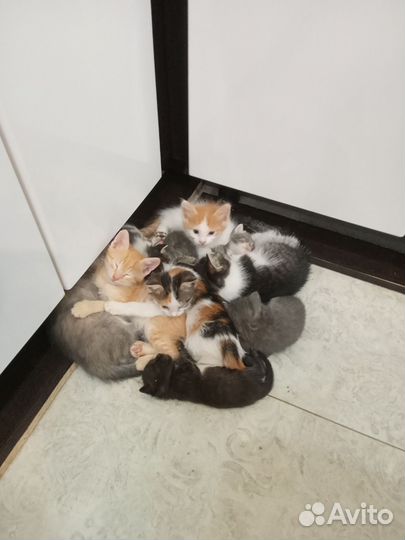 Котята в добрые руки
