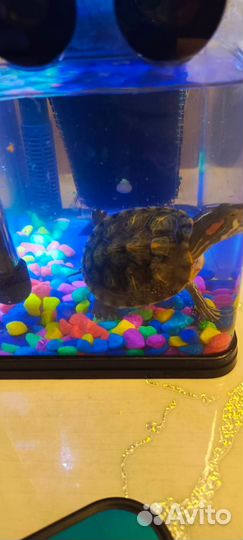 Черепашки красноухие