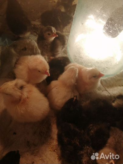 Цыплята несушки подрощенные