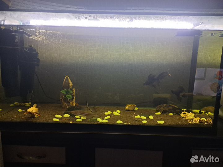 Аквариум