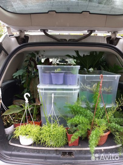 Растения для твоего дома