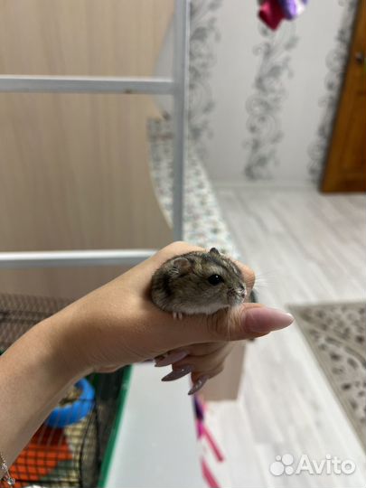 Джунгарские хомячки с клеткой