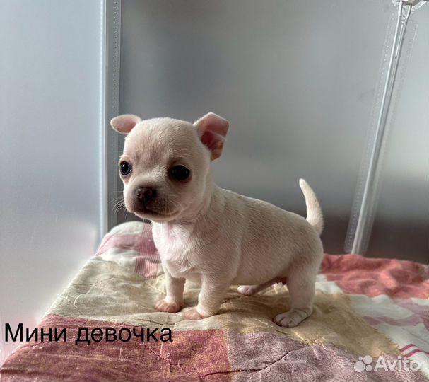 Щенки чихуахуа