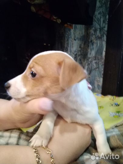 Джек Рассел терьер