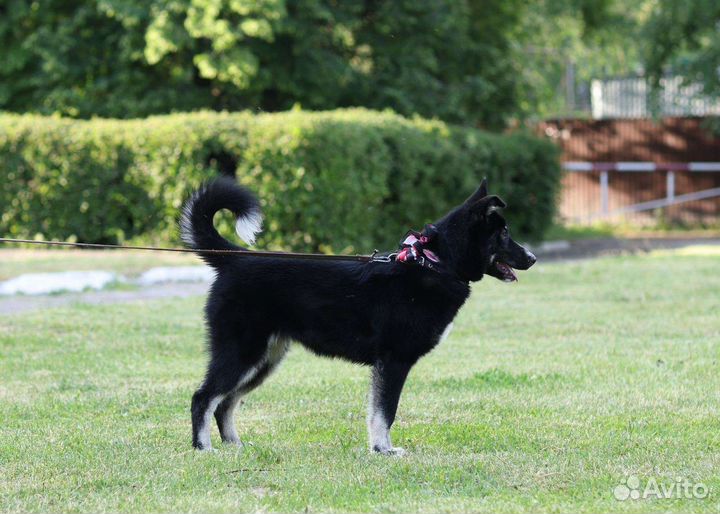 Подрощенный щенок метис овчарки и лайки